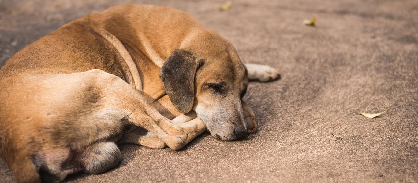 Απαγόρευση κυκλοφορίας: Αναρτήθηκε το έντυπο βεβαίωσης μετακίνησης για σίτιση αδέσποτων ζώων